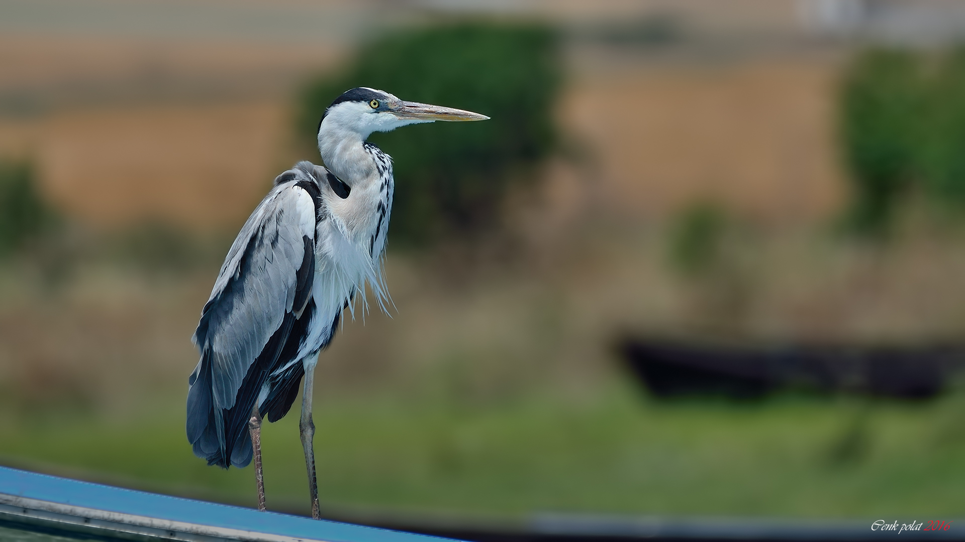 Gray Heron